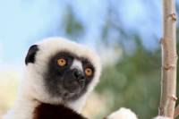 Animals of Madagascar